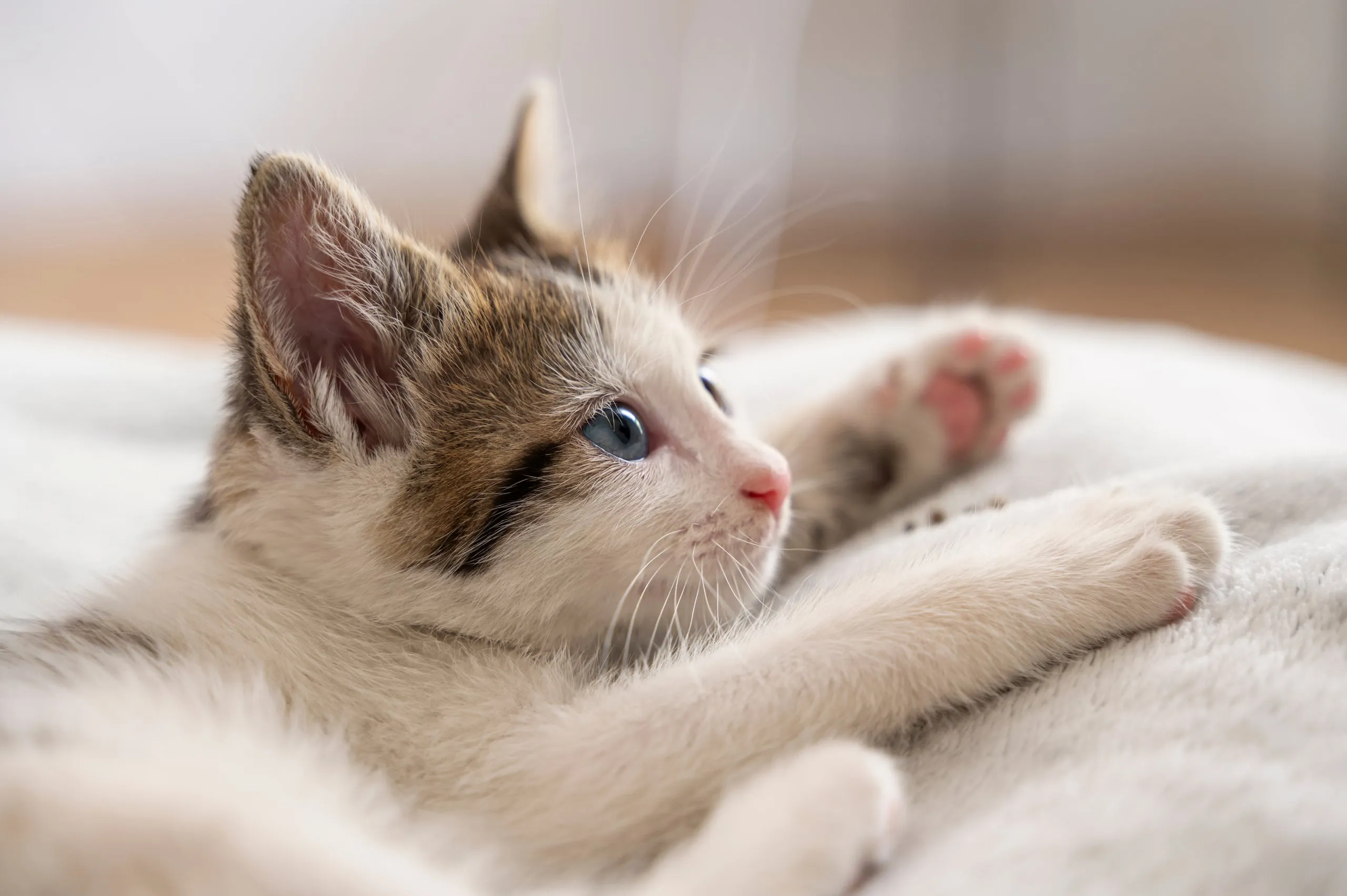 窓辺の猫